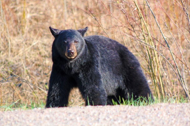 IMG_2848 © Copyright 2015 Cynthia Ryon